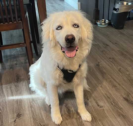 Photo of Ori