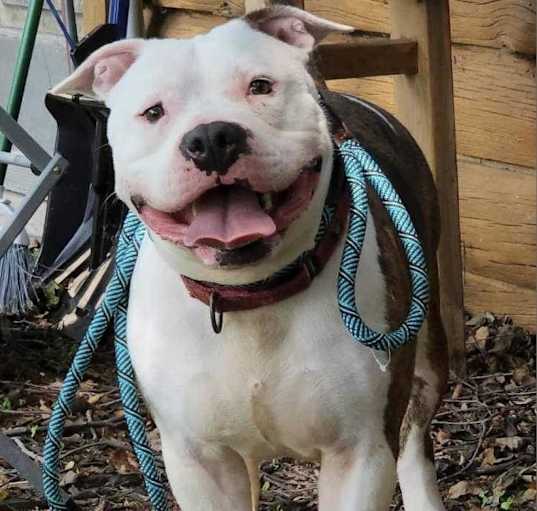 Photo of Beefcake