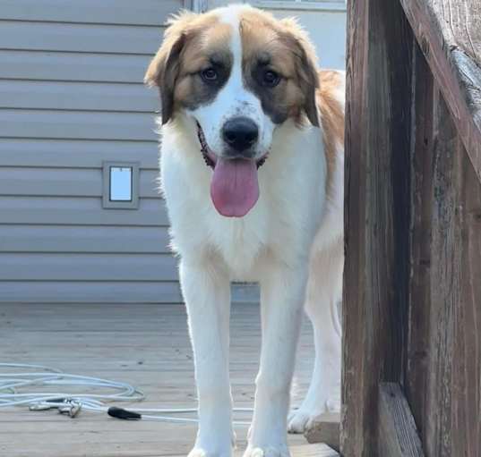 Photo of Kali