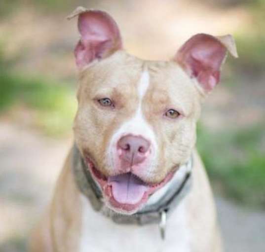 Photo of Petunia