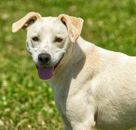 Photo of Trapper