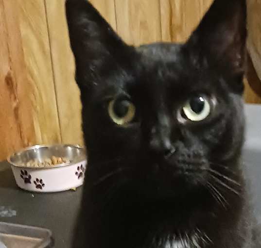 Photo of Sheba aka Little Bit