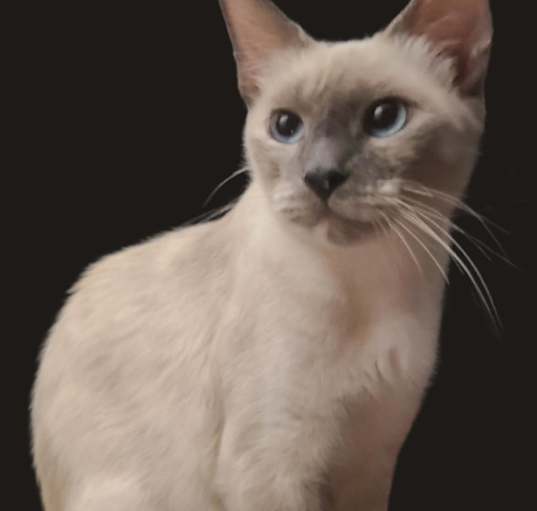 Photo of Missy