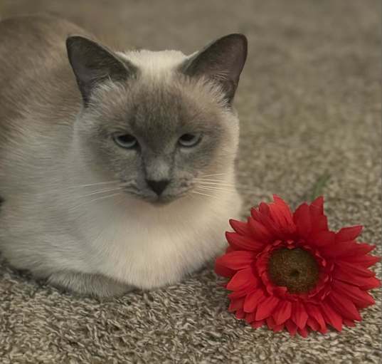 Photo of Avery