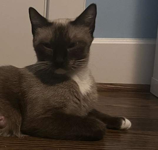 Photo of Gracie