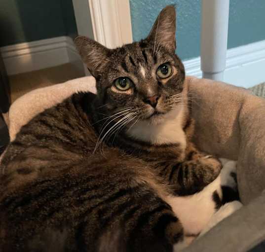 Photo of Toby-Wan Kenobi