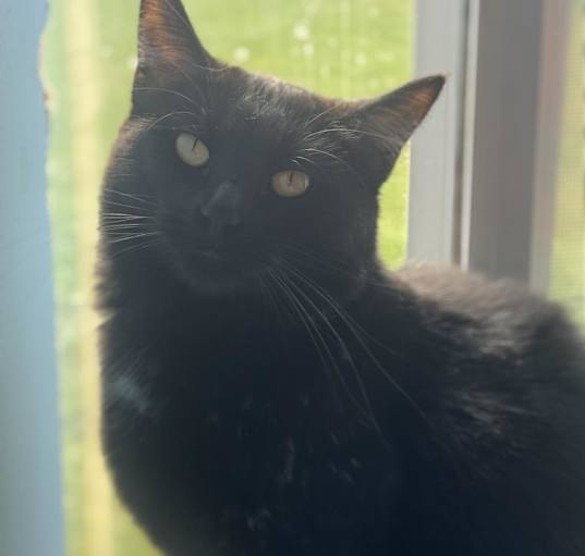 Photo of Ebony