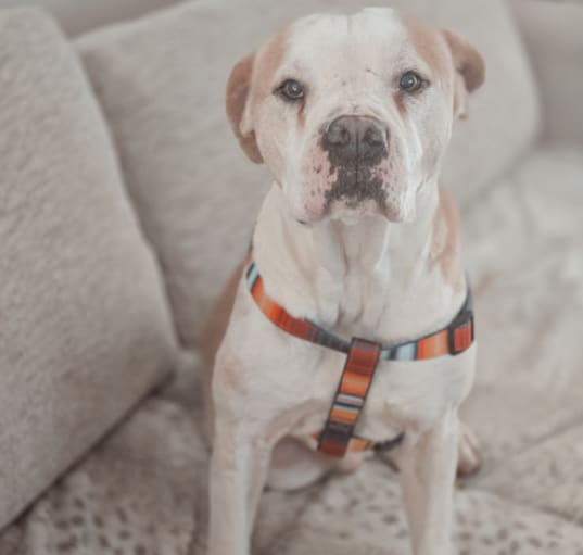 Photo of Rufus