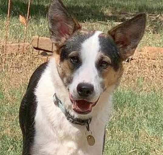 Photo of Merlin