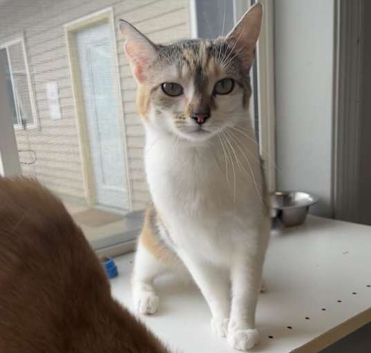 Photo of Maple