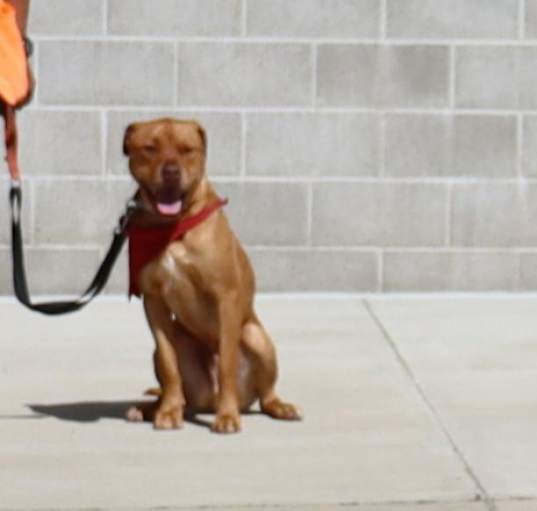 Photo of Red