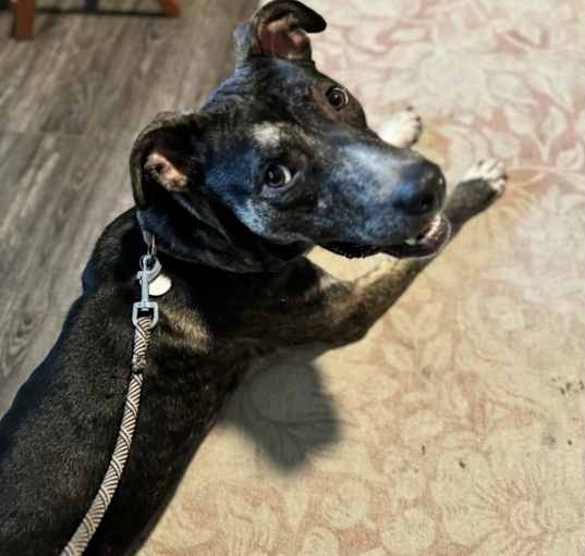 Photo of Dodge