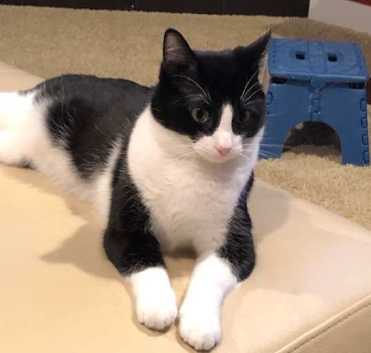 Photo of Oreo
