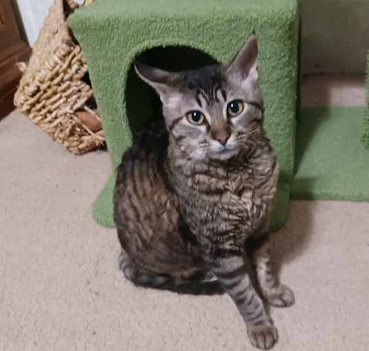 Photo of Cat-alog