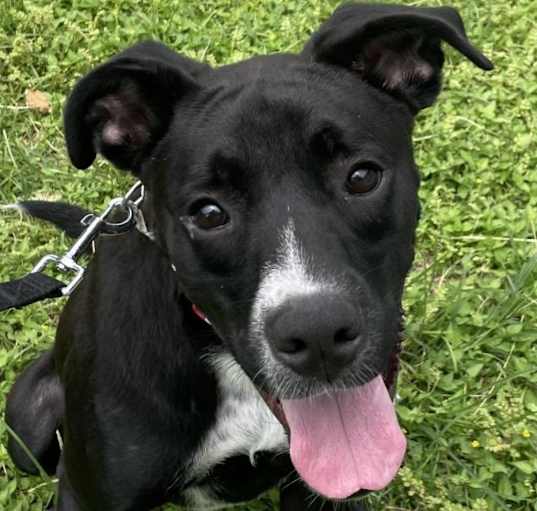 Photo of Shadow