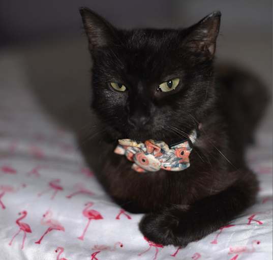 Photo of Lucy