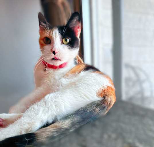 Photo of Callie