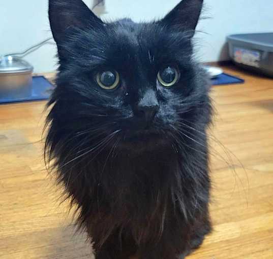 Photo of Buddy