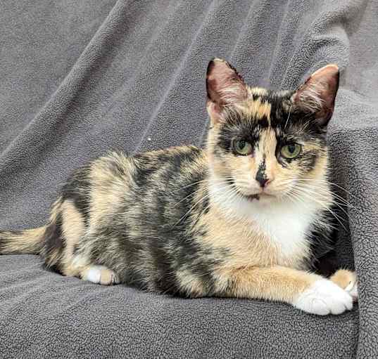 Photo of Maple