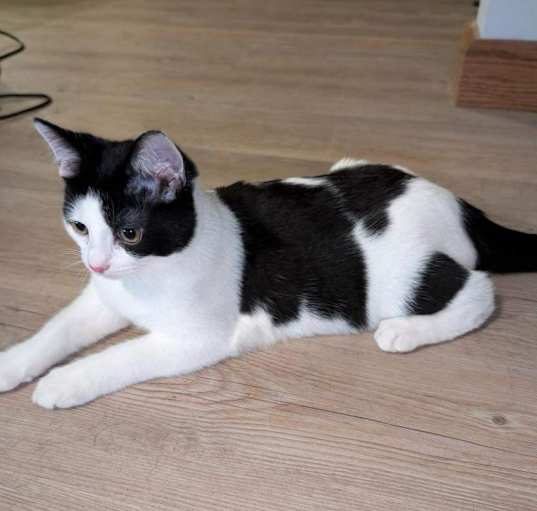 Photo of Panda
