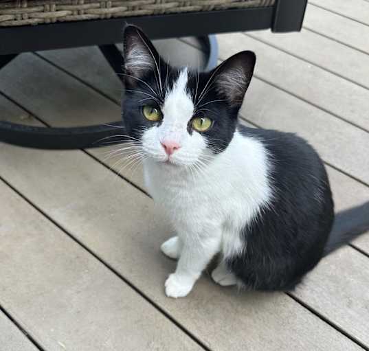 Photo of Suri