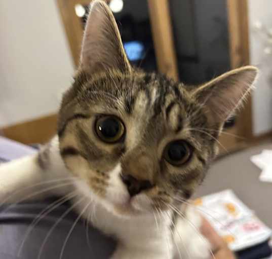 Photo of Purlina