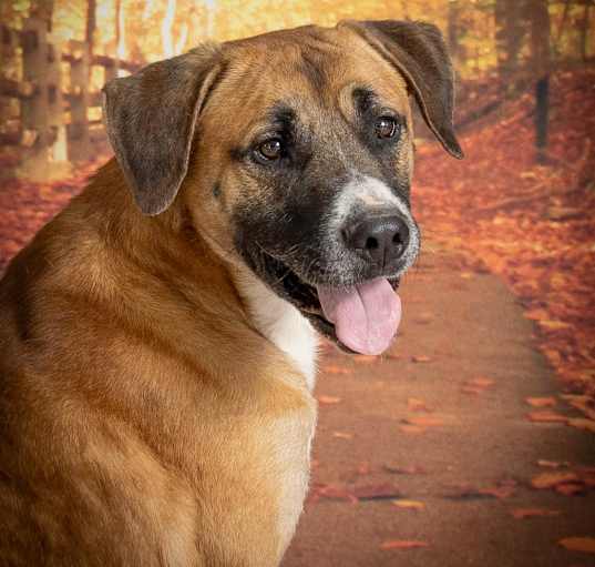 Photo of Handsome Henry