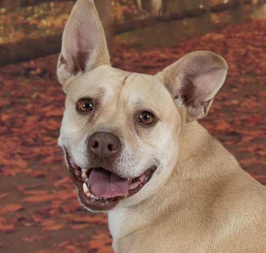Photo of Maple