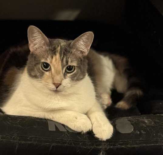 Photo of Purrvana