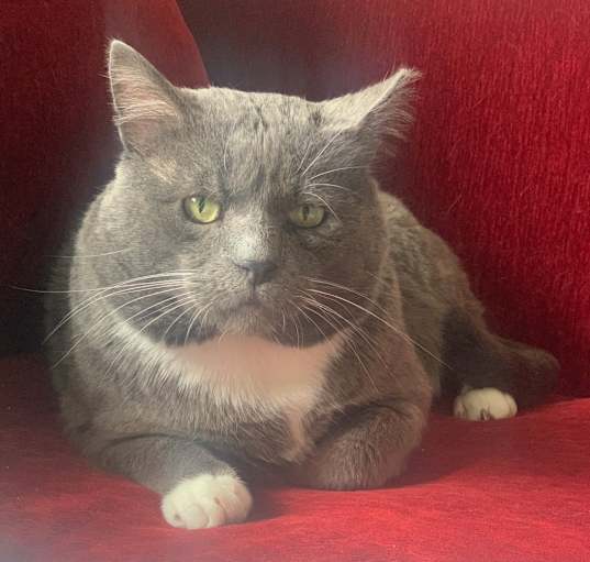 Photo of Cookie
