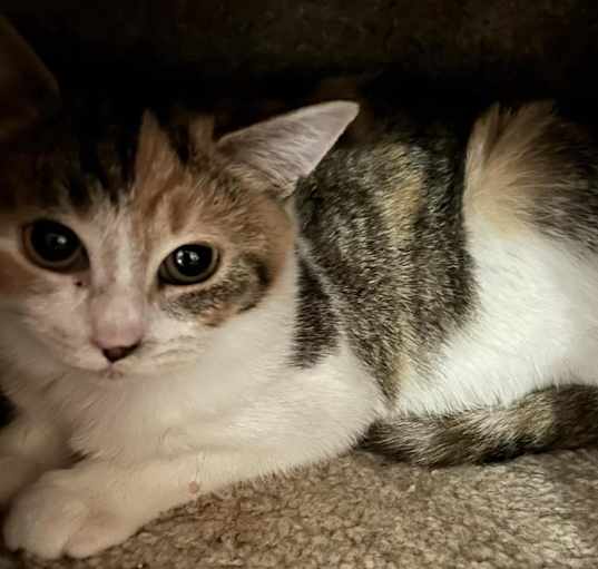 Photo of Fur-gie