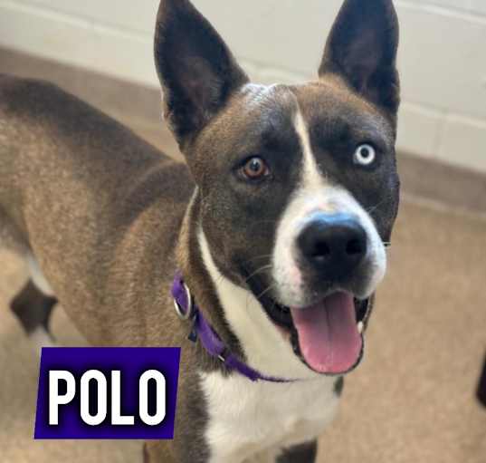 Photo of Polo