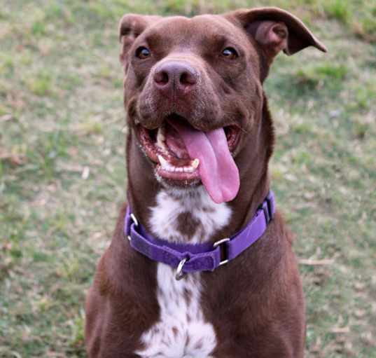 Photo of Godiva