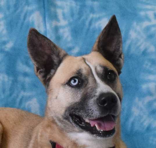 Photo of Odie