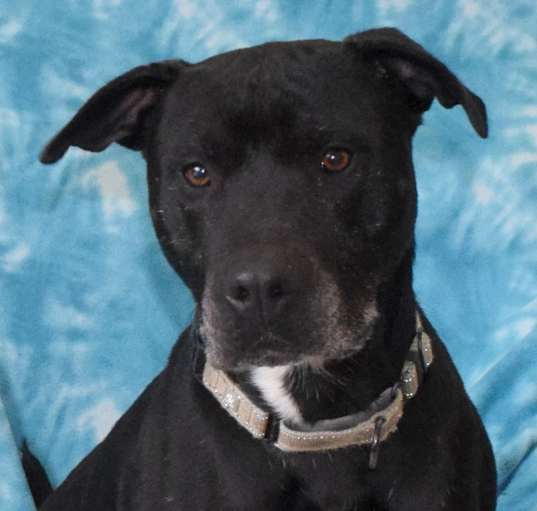 Photo of Blackjack