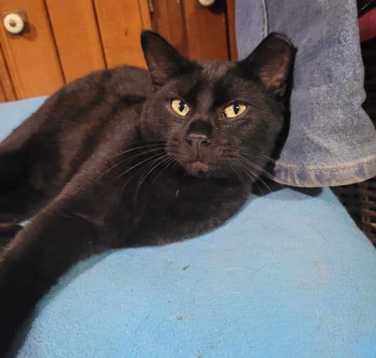 Photo of Sable