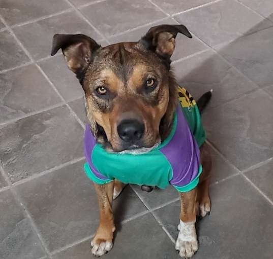 Photo of Toby