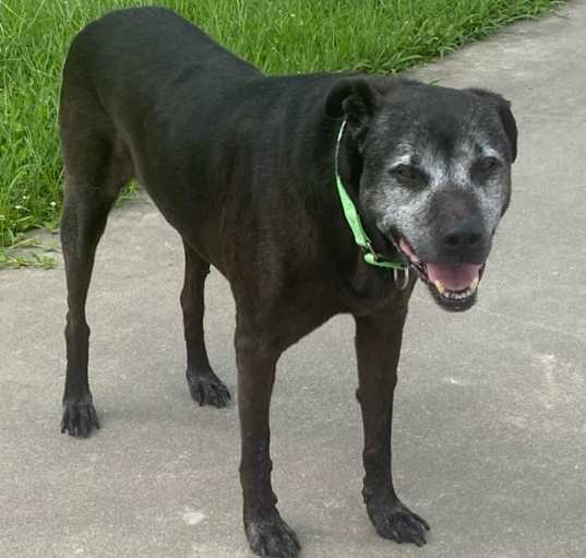 Photo of Buddy