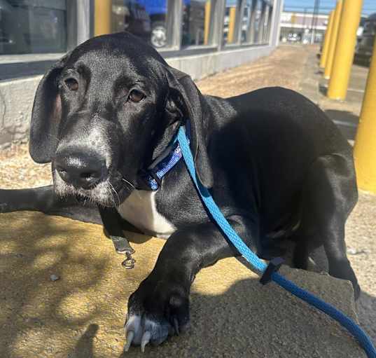 Photo of Smokey Joe