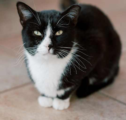 Photo of Salsa