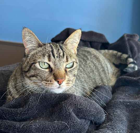 Photo of Minerva