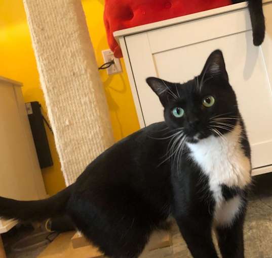 Photo of Missy (Bonded with Takis)