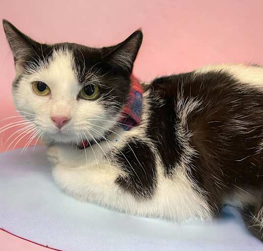 Photo of Orca (bonded with Lily)