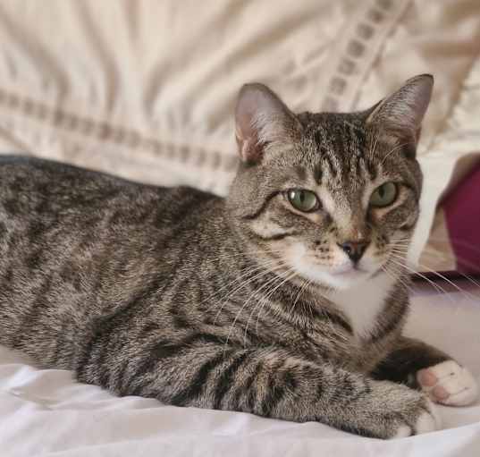 Photo of Meowlo