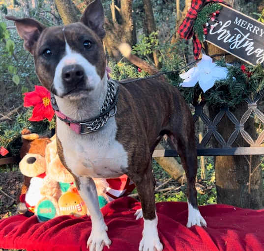 Photo of Bella