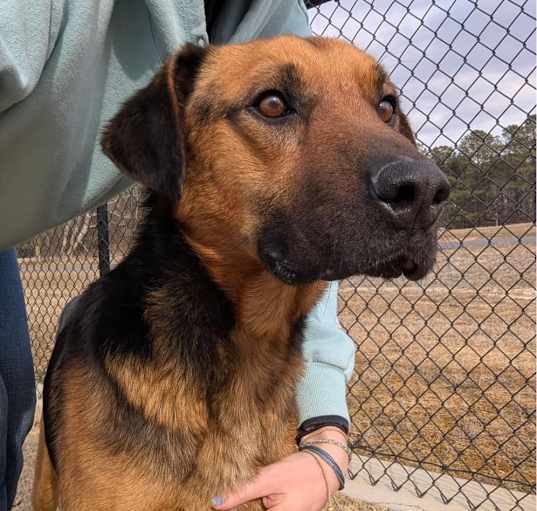 Photo of BUDDY ★ Available NOW - ADOPTION or RESCUE!