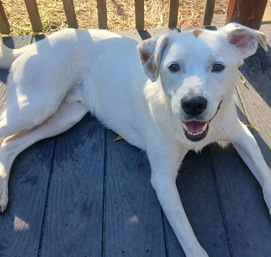 Photo of Dudley