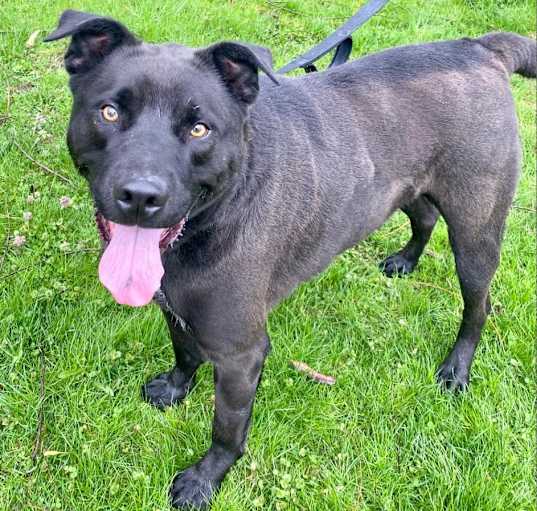 Photo of Angus