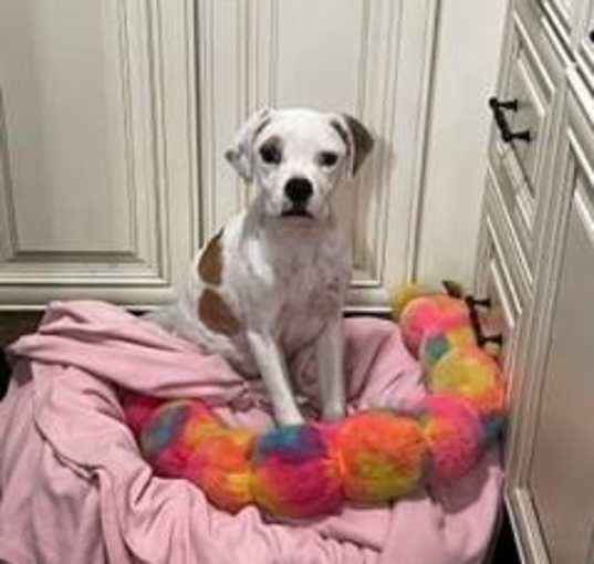 Photo of Opal