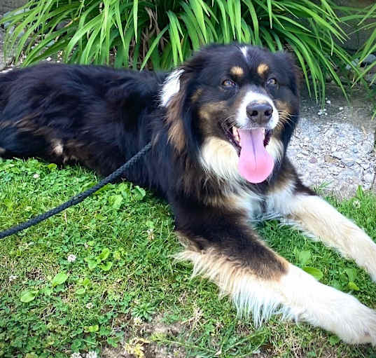 Photo of Yoshi